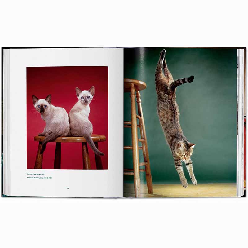 Cats Photographs 1942–2018