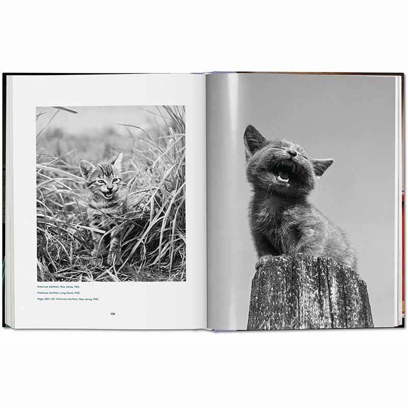 Cats Photographs 1942–2018
