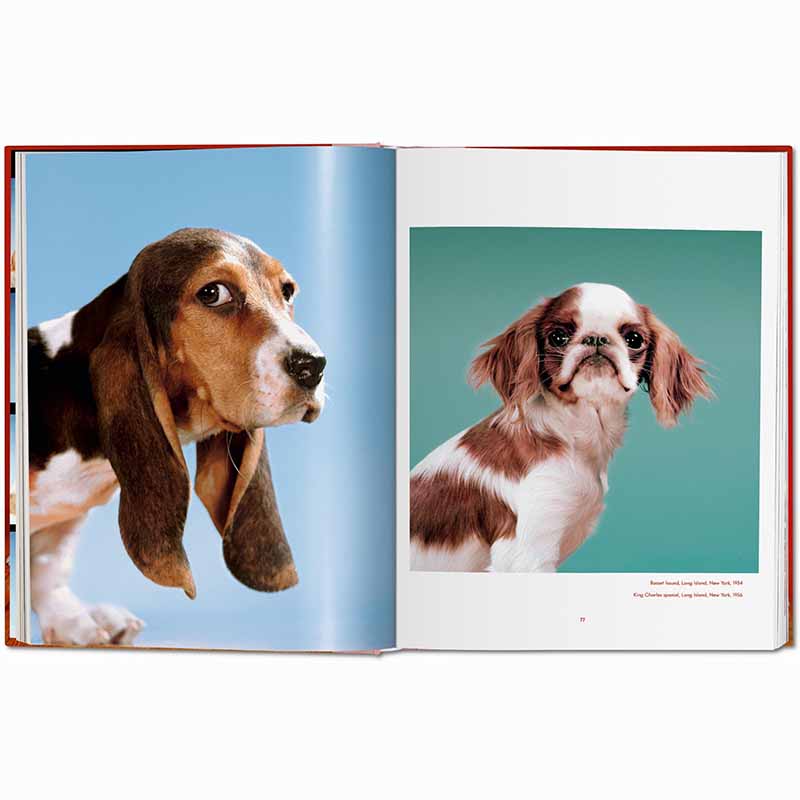 Dogs Photographs 1941–1991