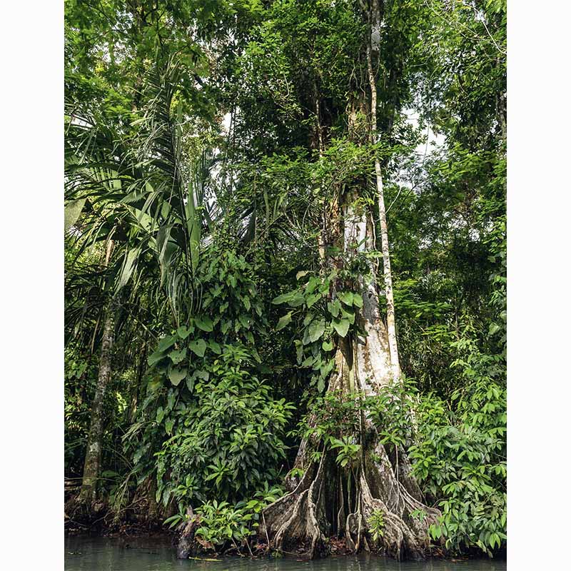 Forests in our World