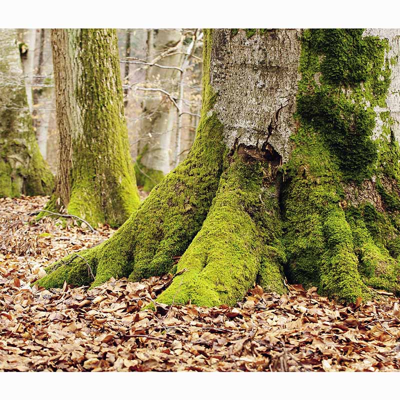 Forests in our World