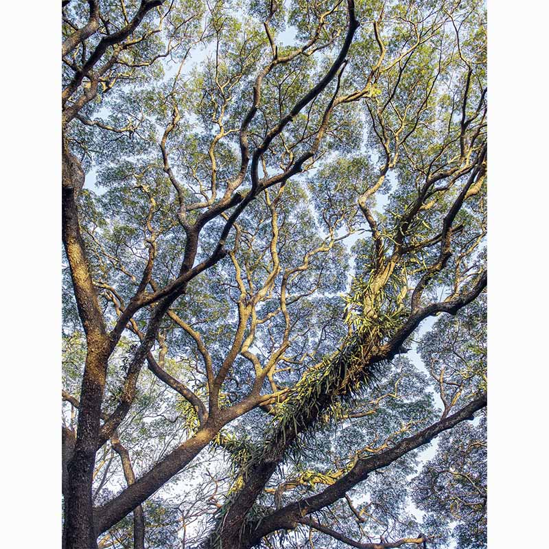 Forests in our World