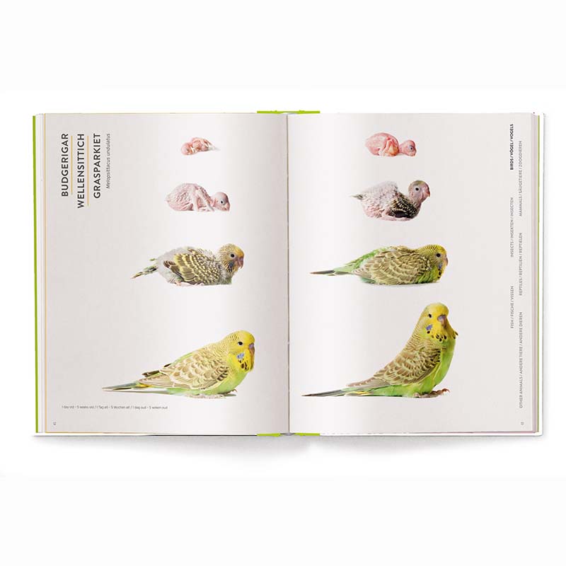 Groeien - Hoe Dieren Op De Wereld Komen