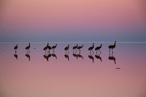 Birds, Poetry in the Sky