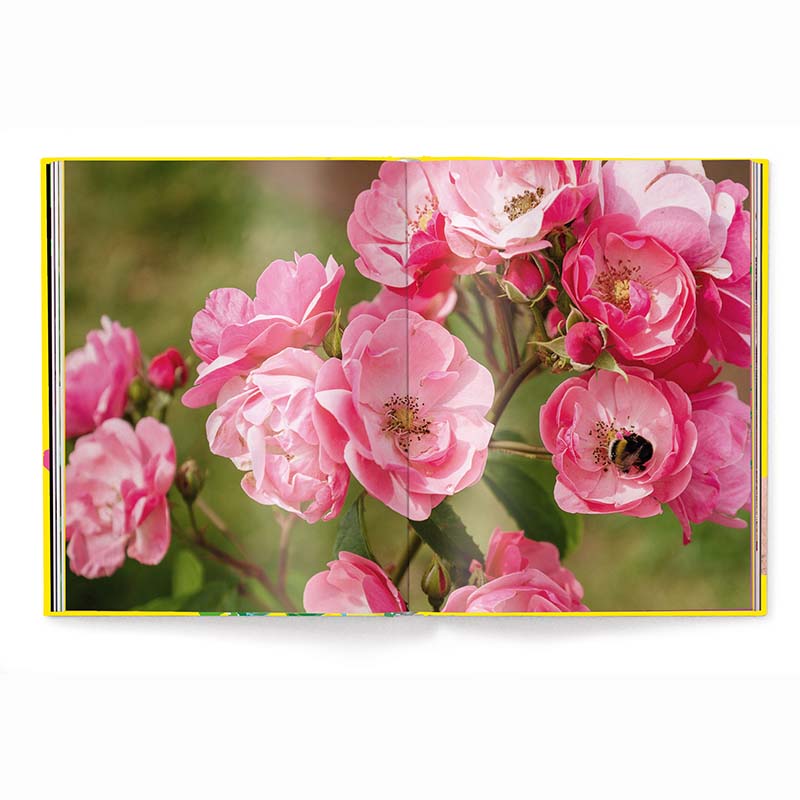 Roses Floramour
