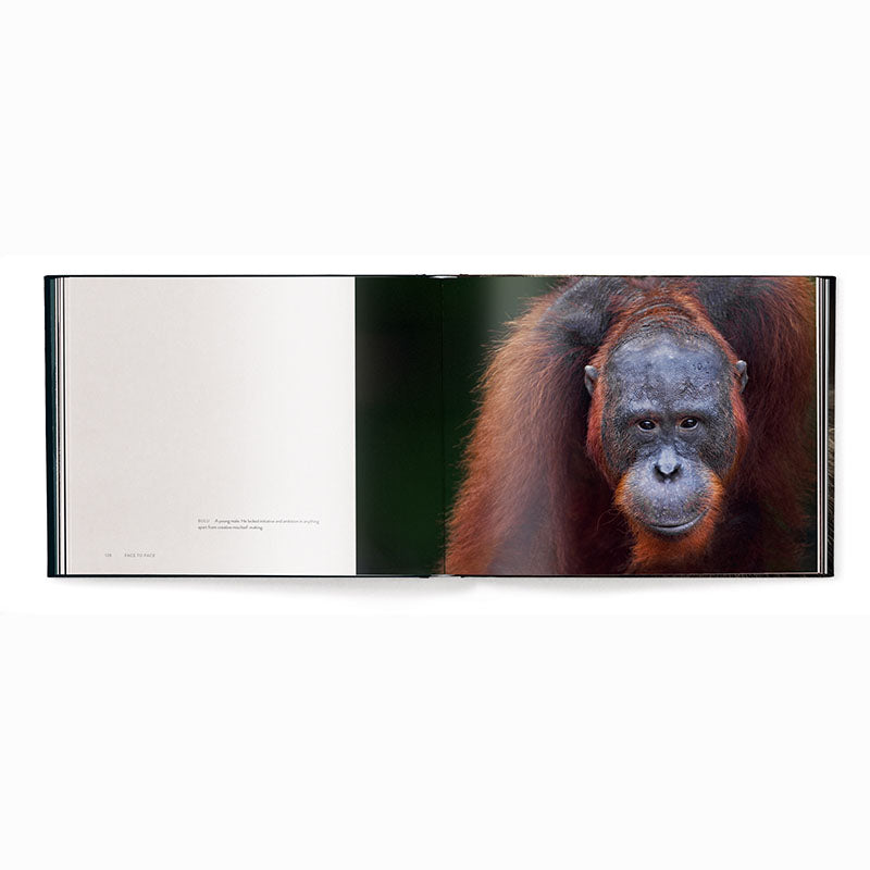 Face to Face, With the Great Apes
