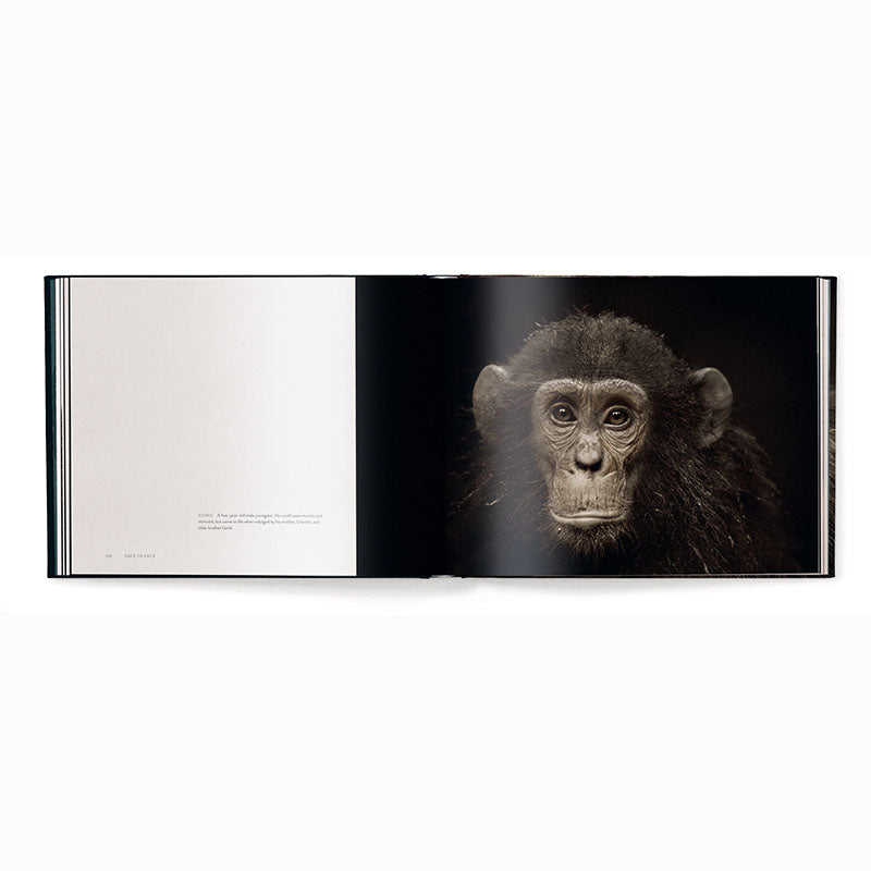 Face to Face, With the Great Apes