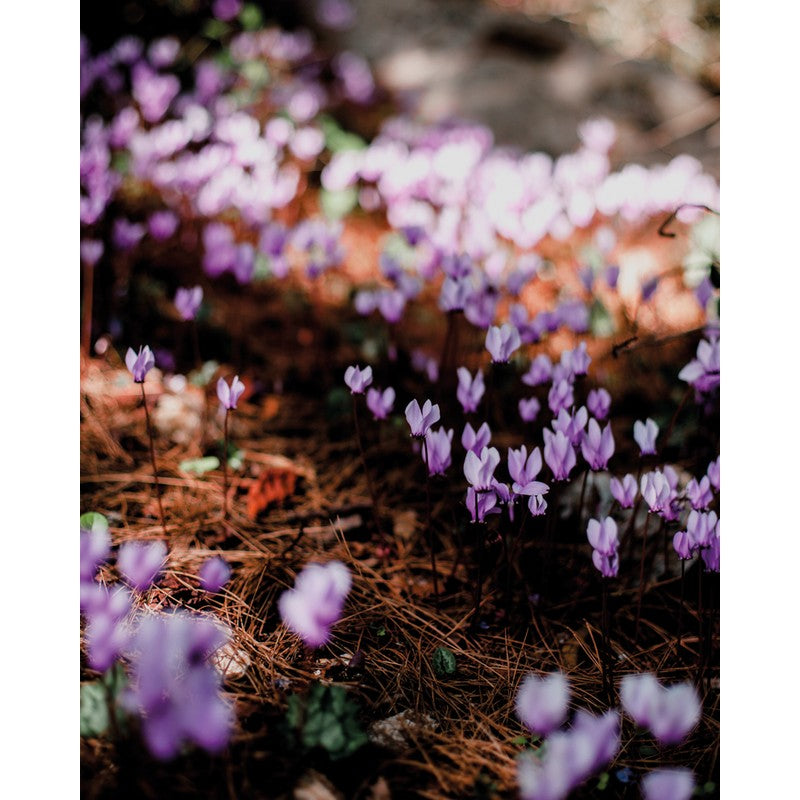 Wild Flowers (Floramour)