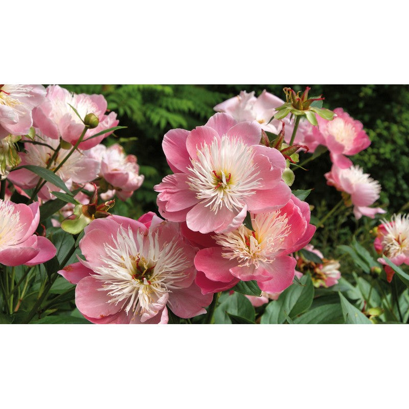 Peonies (Floramour)