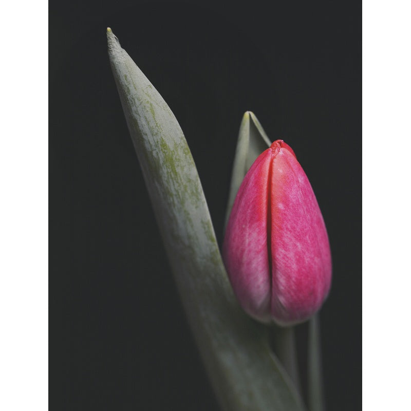 Tulips (Floramour)