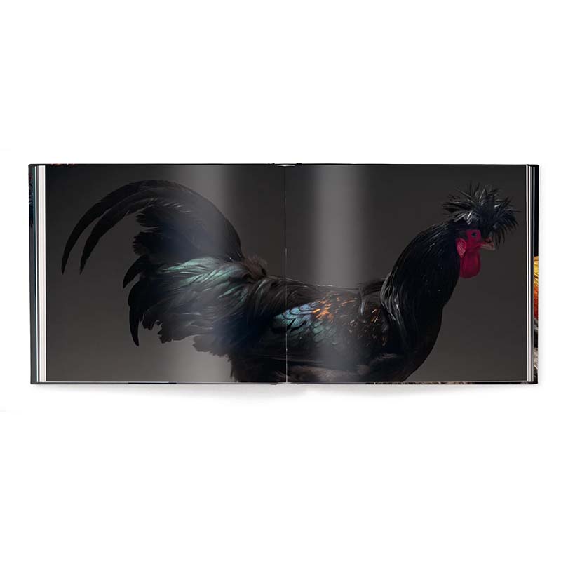 Feathered Elegance, A Photographic Celebration of Chickens