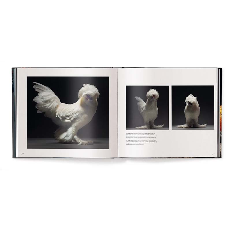Feathered Elegance, A Photographic Celebration of Chickens