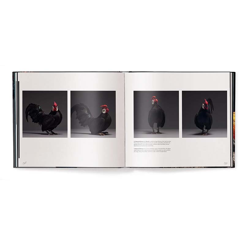 Feathered Elegance, A Photographic Celebration of Chickens