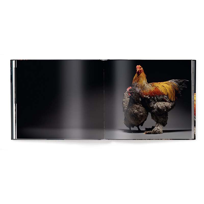 Feathered Elegance, A Photographic Celebration of Chickens