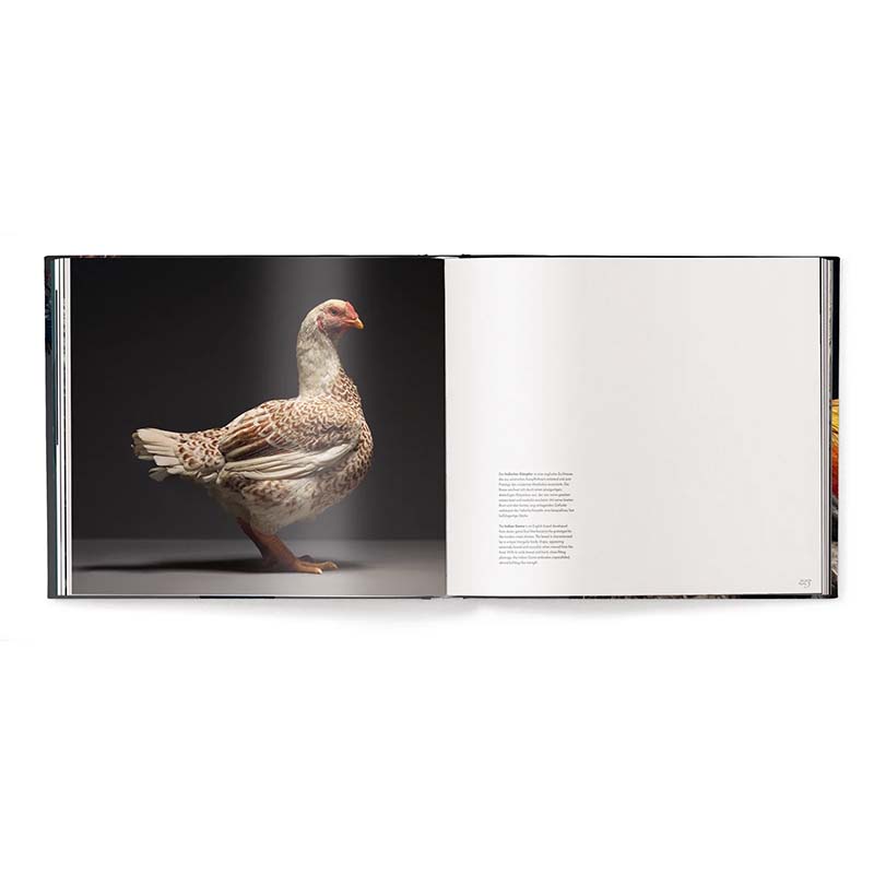 Feathered Elegance, A Photographic Celebration of Chickens