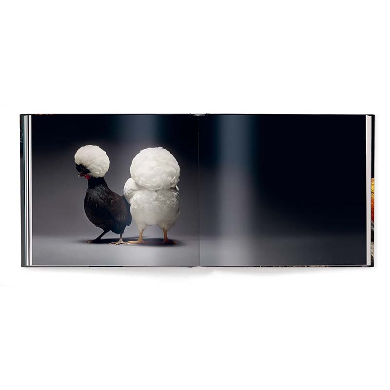Feathered Elegance, A Photographic Celebration of Chickens