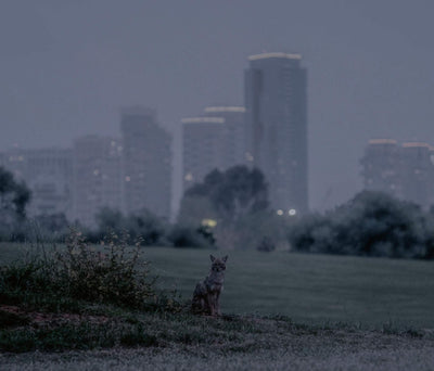 Prix Pictet, 09 Confinement