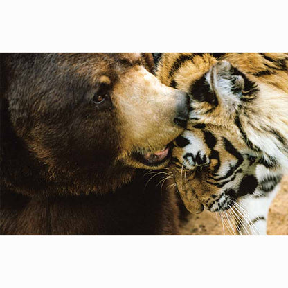 All American XV Leap of Faith