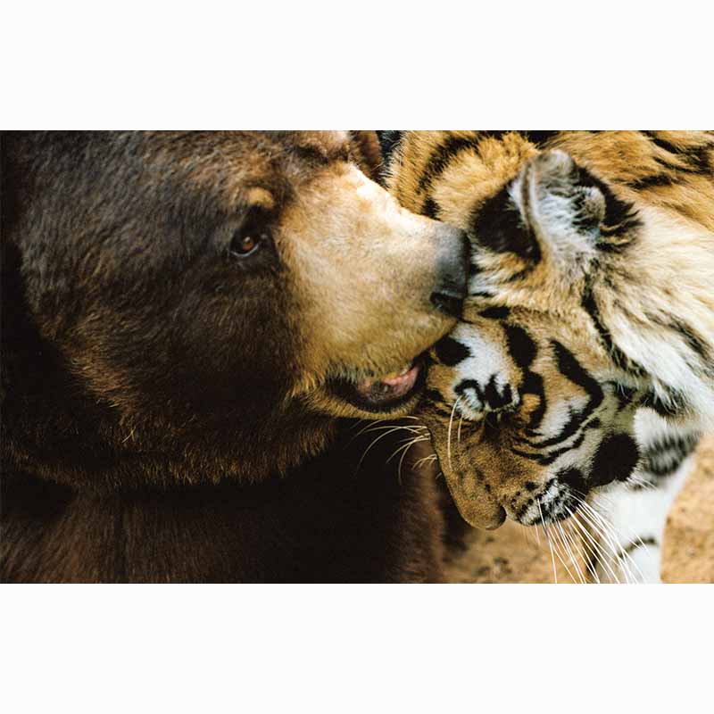 All American XV Leap of Faith