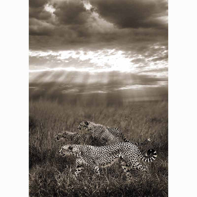 Collecting Fine Art - LUMAS Portfolio Vol. 2