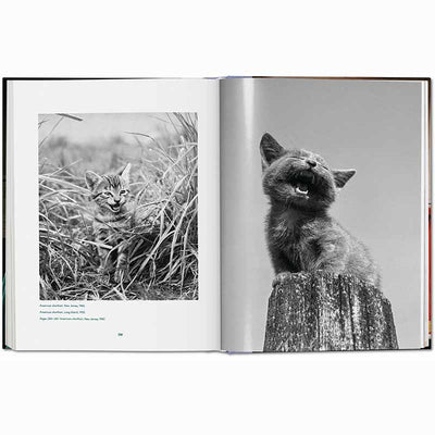 Cats Photographs 1942–2018