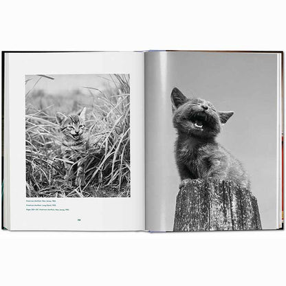 Cats Photographs 1942–2018