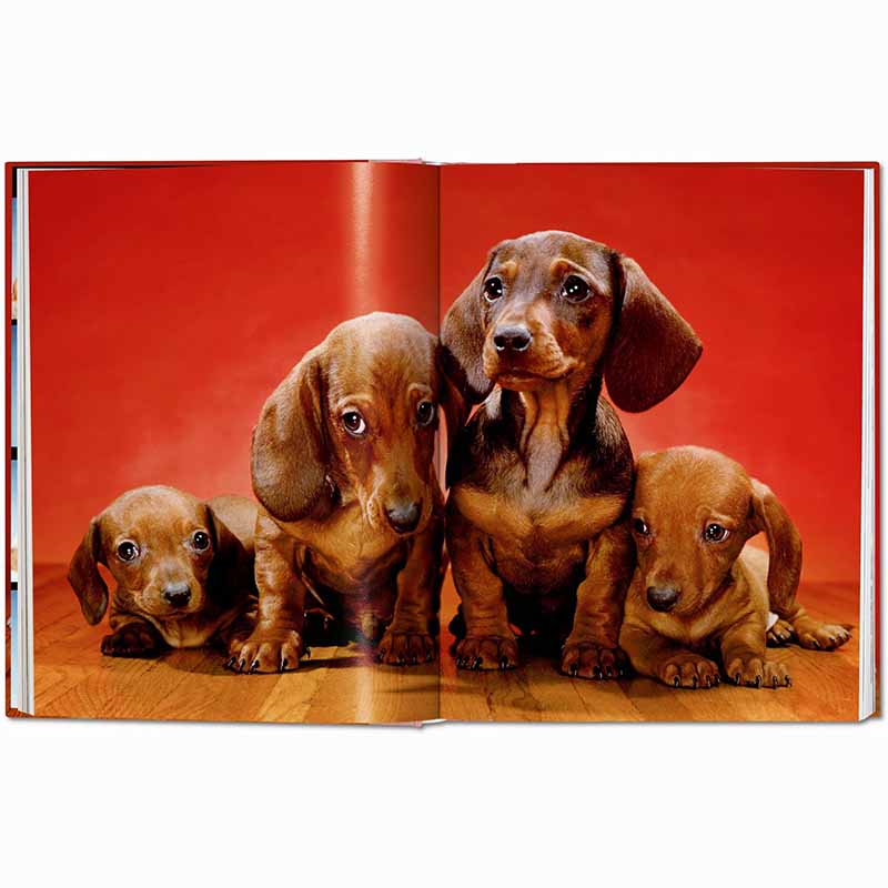 Dogs Photographs 1941–1991