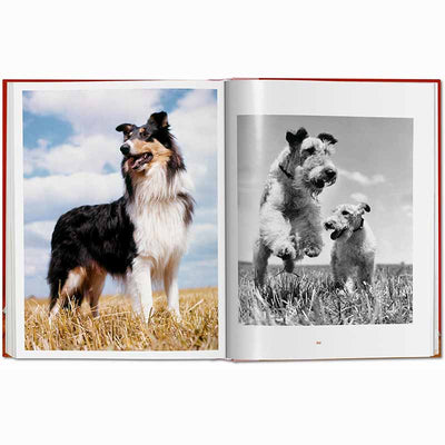Dogs Photographs 1941–1991