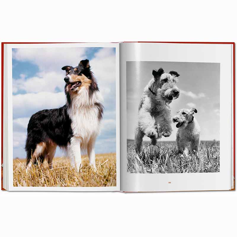 Dogs Photographs 1941–1991