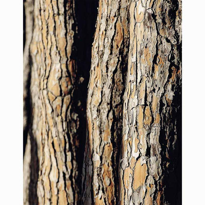 Forests in our World