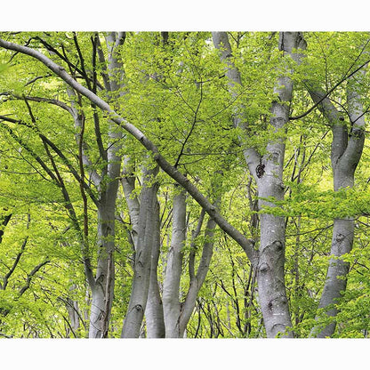 Forests in our World