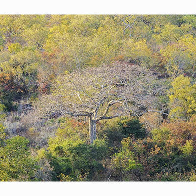 Forests in our World