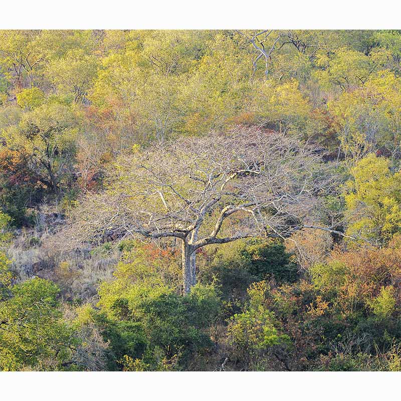 Forests in our World