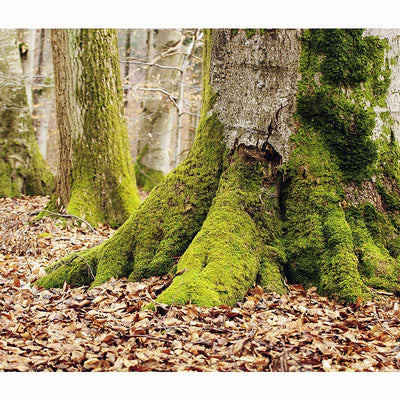 Forests in our World