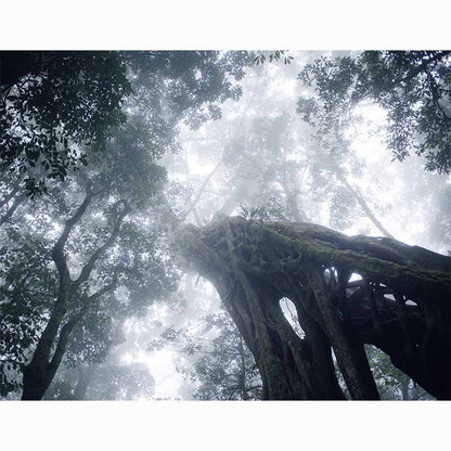 Forests in our World