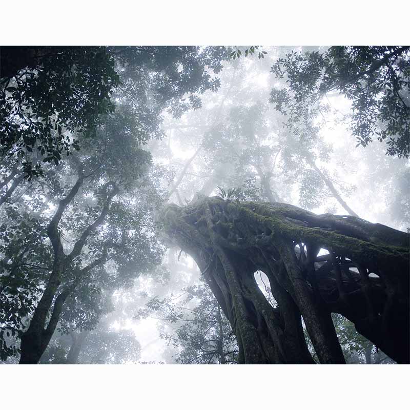 Forests in our World