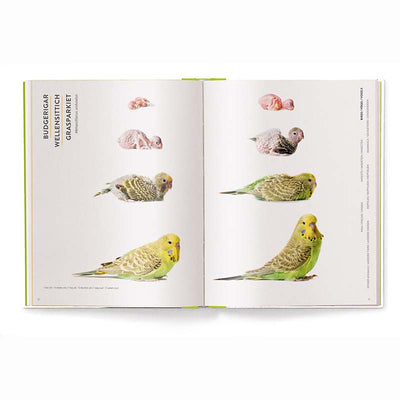 Groeien - Hoe Dieren Op De Wereld Komen