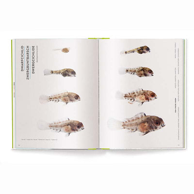 Groeien - Hoe Dieren Op De Wereld Komen