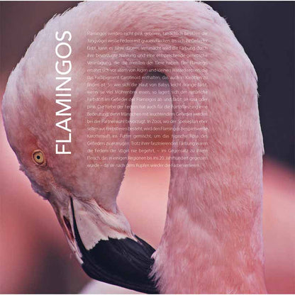 Why Bees Do Not See Red and We Sometimes Feel Blue