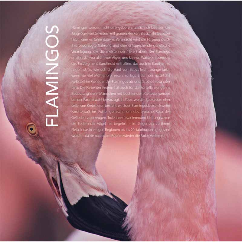 Why Bees Do Not See Red and We Sometimes Feel Blue