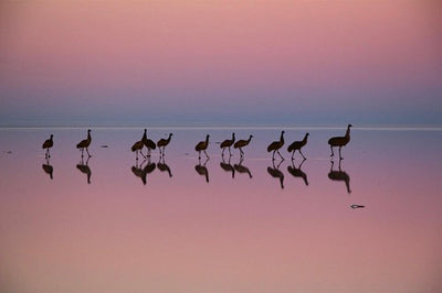 Birds, Poetry in the Sky