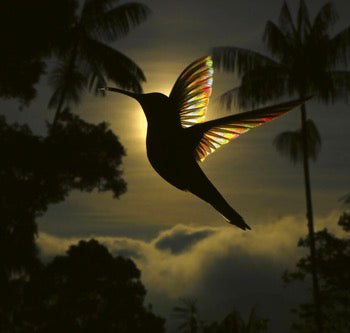 Birds, Poetry in the Sky