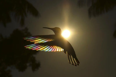 Birds, Poetry in the Sky