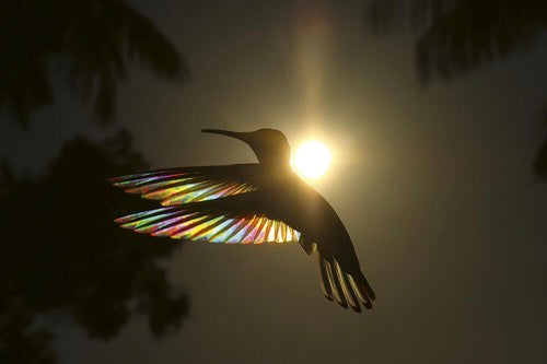 Birds, Poetry in the Sky