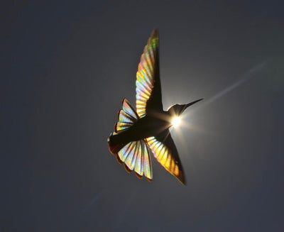Birds, Poetry in the Sky