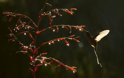 Birds, Poetry in the Sky