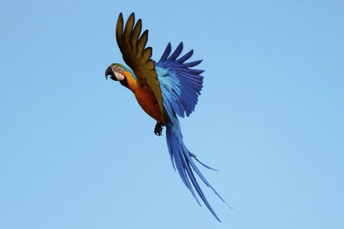 Birds, Poetry in the Sky
