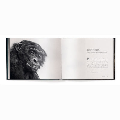 Face to Face, With the Great Apes