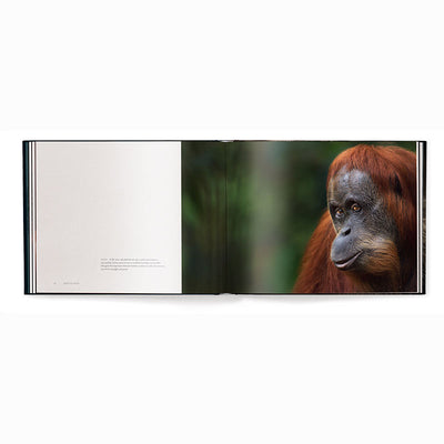 Face to Face, With the Great Apes