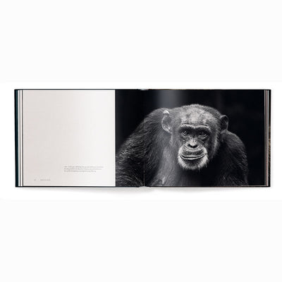 Face to Face, With the Great Apes